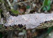 Gemeiner Rindensprenger, Foto 6