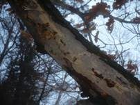 Gemeiner Rindensprenger, Foto 7