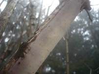 Gemeiner Rindensprenger, Foto 9