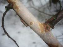 Gemeiner Rindensprenger, Foto 10