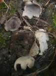 Gemeiner Sandborstling, Foto 12