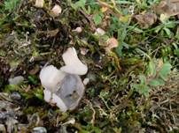 Gemeiner Sandborstling, Foto 15