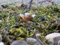 Gemeiner Sandborstling, Foto 16