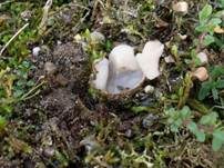 Gemeiner Sandborstling, Foto 18