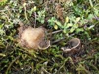 Gemeiner Sandborstling, Foto 19