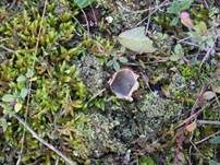 Gemeiner Sandborstling, Foto 20