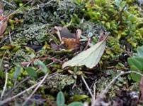 Gemeiner Sandborstling, Foto 22