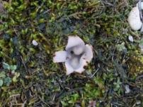 Gemeiner Sandborstling, Foto 23