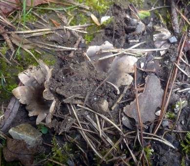 Gemeiner Sandborstling, Foto 5