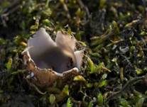 Gemeiner Sandborstling, Foto 6