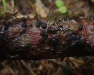 Gemeiner Schildbecherling, Foto 8