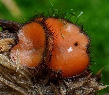 Gemeiner Schildborstling, Foto 3