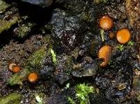 Gemeiner Schildborstling, Foto 13