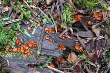 Gemeiner Schildborstling, Foto 11