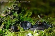 Gemeiner Schmutzbecherling, Foto 13