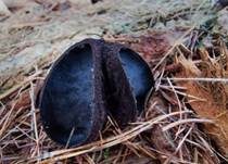 Gemeiner Schmutzbecherling, Foto 26