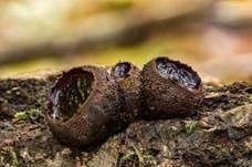 Gemeiner Schmutzbecherling, Foto 28