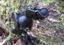 Gemeiner Schmutzbecherling, Foto 32