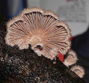 Gemeiner Spaltblättling, Foto 2