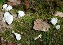 Gemeiner Spaltblättling, Foto 12