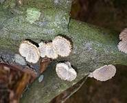 Gemeiner Spaltblättling, Foto 20