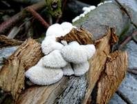 Gemeiner Spaltblättling, Foto 21