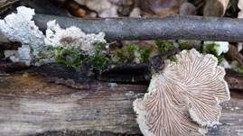 Gemeiner Spaltblättling, Foto 25