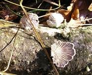 Gemeiner Spaltblättling, Foto 7