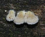 Gemeiner Spaltblättling, Foto 68