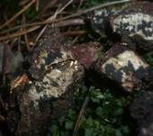 Gemeiner Spaltkohlenpilz, Foto 7