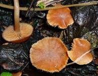 Gemeiner Trompetenschnitzling, Foto 20