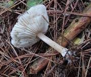 Gemeiner Weichritterling, Foto 13