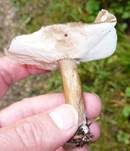 Gemeiner Weichritterling, Foto 23