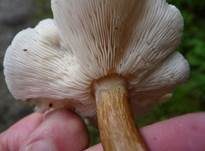 Gemeiner Weichritterling, Foto 27