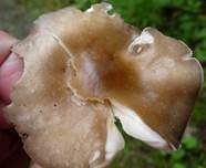 Gemeiner Weichritterling, Foto 29