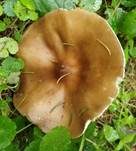 Gemeiner Weichritterling, Foto 33