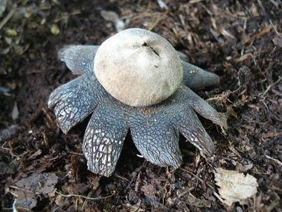 Gemeiner Wetterstern, Foto 2