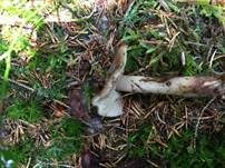 Gemeiner Wurzelschnitzling, Foto 9