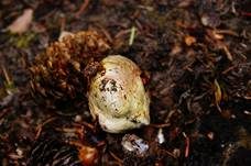 Gemeiner Wurzeltrüffel, Foto 7