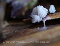 Gemeines Fadenstäubchen, Foto 12