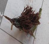 Gemeines Fadenstäubchen, Foto 23