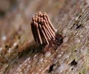 Gemeines Fadenstäubchen, Foto 26