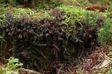 Gemeines Fadenstäubchen, Foto 33