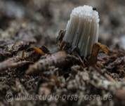 Gemeines Fadenstäubchen, Foto 36