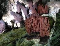 Gemeines Fadenstäubchen, Foto 38
