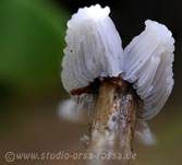 Gemeines Fadenstäubchen, Foto 6