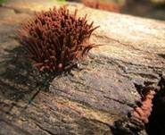 Gemeines Fadenstäubchen, Foto 44