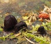 Gemeines Fadenstäubchen, Foto 53