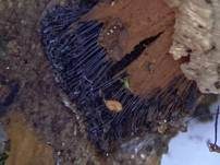 Gemeines Fadenstäubchen, Foto 62