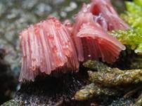 Gemeines Fadenstäubchen, Foto 68